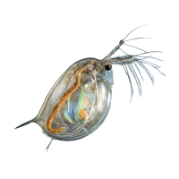 Imagem do produto Daphnia
